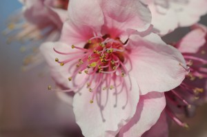 S0306Flowers4