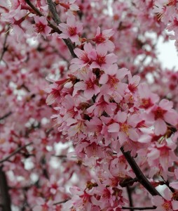 S0317TreeBlooms2