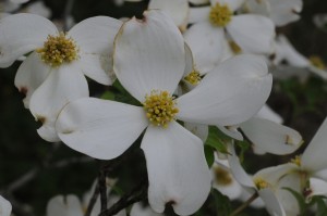 S0410Dogwood2
