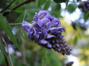 S0412HatcherGarden2
