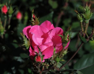 S0412HatcherGarden4
