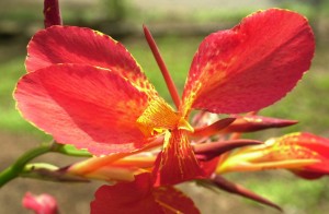 canna lilliesB 