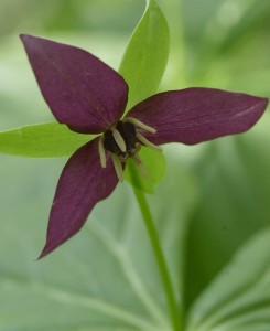 dark flower 