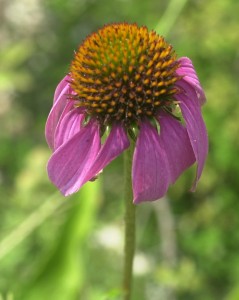 echinacea 