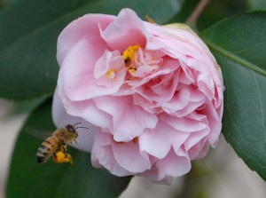 flower1 