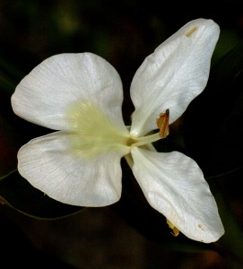 flowerC 