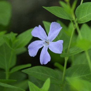 flowerD 