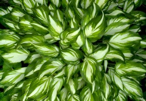hosta 