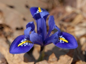 iris 