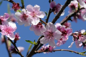 peach blossom1