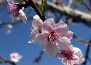 peach blossom2