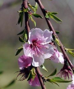 peach blossom8