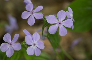 phlox