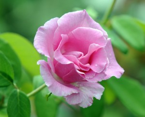 pink rose2