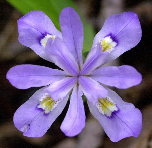 purple flower